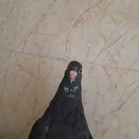 بله نرونرناده خوشکل