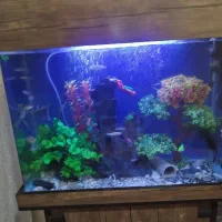 واگذاری ماهی