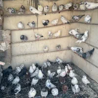 ۱۰۰عدد کفتر گم کردم|حیوانات|قم, زنبیل آباد|دیوار