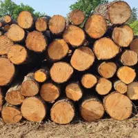 خرید چوب و درخت جنگلی و باغی