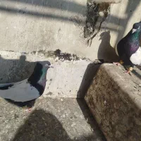 نر ماده|پرنده|اقبالیه, |دیوار