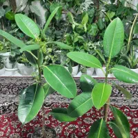 گلهای خونگی