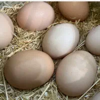تخم مرغ محلی.