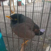 مینا سالم سرحال کاملا آرام|پرنده|سیمین شهر, |دیوار