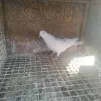 کبوتر پرشی و دمگیر|پرنده|اصفهان, کارلادان|دیوار