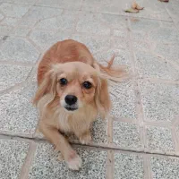 سگ پامر|سگ|مبارکه, |دیوار