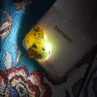 سنگه انگشتر و گردنبند. ولاستیک عقب موتورهندا۱۲۵|زیورآلات و اکسسوری|قم, حکمت شمالی|دیوار