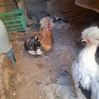 مرغ خروس سلطان|حیوانات مزرعه|مسجد سلیمان, |دیوار