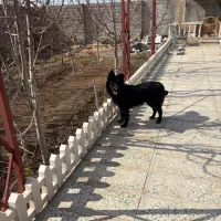 سگ ژرمن بلک|سگ|کرج, کیانمهر|دیوار