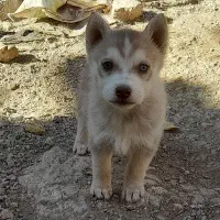 واگذاری توله هاسکی