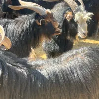 گوسفند زنده|حیوانات مزرعه|یزد, |دیوار