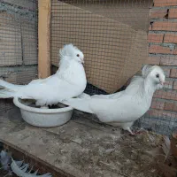 دو جفت کبوتر عروس|پرنده|ارطه, |دیوار