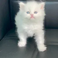 لانگ هیر|گربه|رشت, چله خانه|دیوار