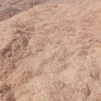 ۵کاه نرم برای اسب یاگاو