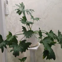 گلدان برگ انجیری بزرگ