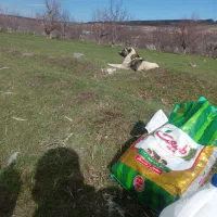 سگ گله ای