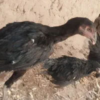 جوجه اصیل