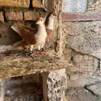 کفتر ساده