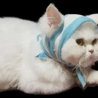 واگذاری گربه پرشین کلاسیک سفید