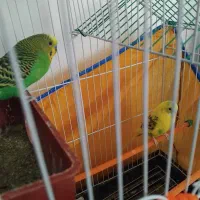 جفت مرغ عشق جوان