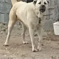سگ سرابی