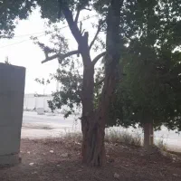 خرید چوب مورد با بهترین قیمت