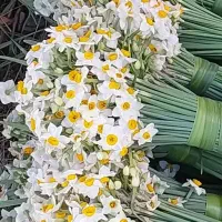 گل نرگس . شهلا . نرگس