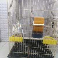 یک جفت عروس هلندی با قفس بزرگ و لانه