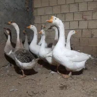 قوغاز اوکراینی خاکستری و سفید|حیوانات مزرعه|لنجان, |دیوار