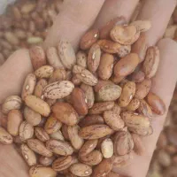 لوبیاچیتی چشمبلبلی عدس نخودبرنج تایلندی