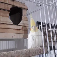 یک جفت عروس هلندی لوتینو به همراه یک جفت بالغ