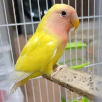 طوطی برزیلی