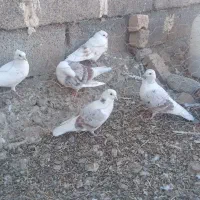 چند کود سفید بفروش می رسد را زی