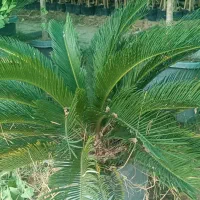 نهال،خاک گلدان،درختچه، مرکبات ،خاک برگ|خدمات باغبانی و درختکاری|شیراز, تل حسینآباد|دیوار