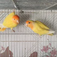 اوپال برزیلی کله نارنجی|پرنده|شیراز, لشکری‎|دیوار