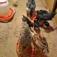 جوجه گلین و بلک استار