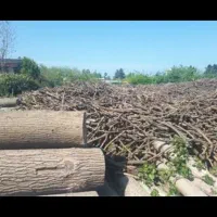 خرید انواع چوب های توباغی و مرکبات|خدمات باغبانی و درختکاری|ساری, |دیوار