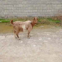 بز چپر شیردار  بزسن دارهست