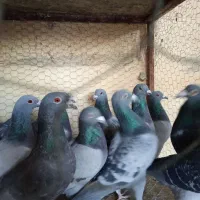 کبوتر طوقی پرشی سینه آیی از کاشان ب شرط پرش رسید|پرنده|اردکان, |دیوار