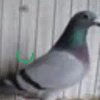 ا ستعلامکبوتر مسافتی