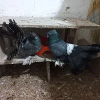 کبوتر دم چتری و سینه