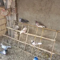 کبوتر دمگیر گلین،پرشی جوجه و کهنه،اصفهانی دمسفید|پرنده|برخوار, |دیوار