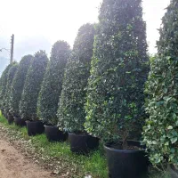 درخت بندار بن بالا شهر داری ماده ۷|خدمات باغبانی و درختکاری|ری, اقدسیه|دیوار