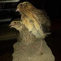یک جفت بلدرچین نر و ماده