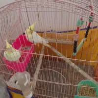 ی جفت عروس هلندی