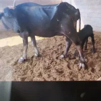 فروش گاومیش