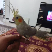 عروس هلندی|پرنده|کرج, شاهین‌ویلا|دیوار