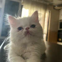 واگذاری پرشین اسکاتیش