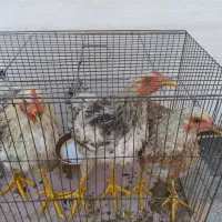 جوجه خروس زرنگ|حیوانات مزرعه|شیراز, گل سرخ|دیوار