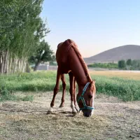 اسب ترکمن نریون